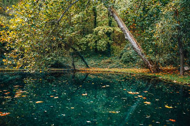 Clear Turquoise Water in a Forest Pond with Floating Autumn Leaves