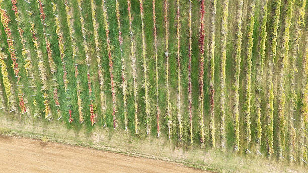 istock Vineyard rows in Emilia Romagna show a patchwork of green, yellow and red autumn foliage, geometric vine lines and tilled fields creating a textured rural landscape seen from above 2252132917