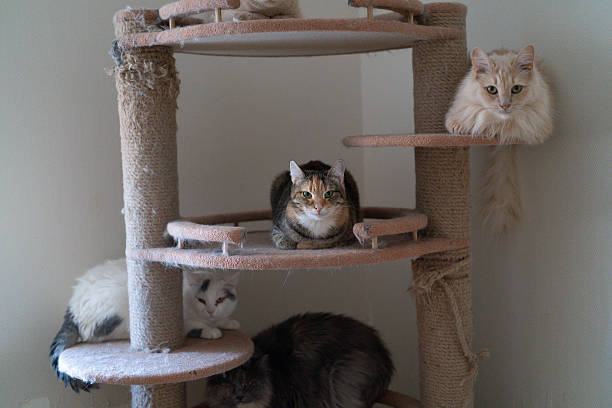istock Five cats gather on a cat tree, lounging on different levels in a home setting 2252135954