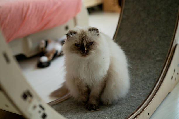 cat on the sofa at home