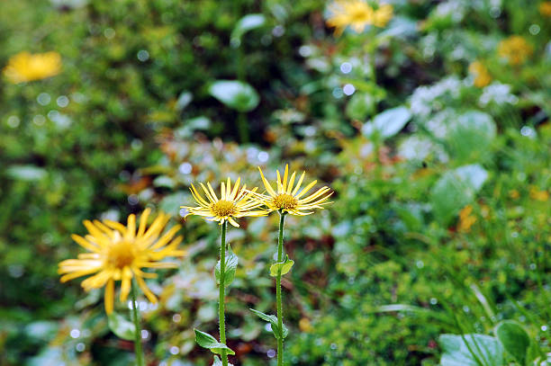 Orange Sneezeweed Wildflowers in Mountain Meadow - Lush meadows of colorful vibrant wildflowers in wilderness environment. Hymenoxys hoopesii.