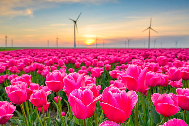 istock Tulips in agricultural fields with wind turbines in the background 2252138277