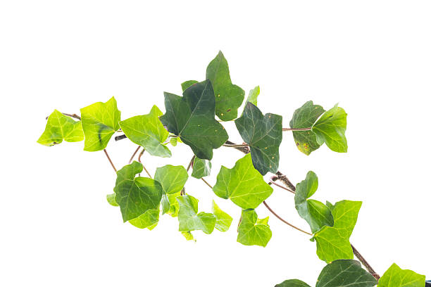 istock Green ivy branch isolated on plain white background 2252138434