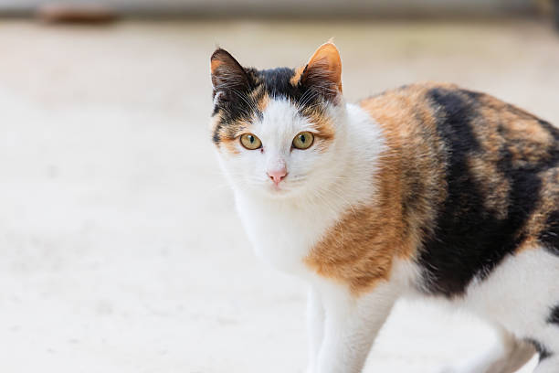istock Calico Cat Standing on Light Colored Ground 2252138885