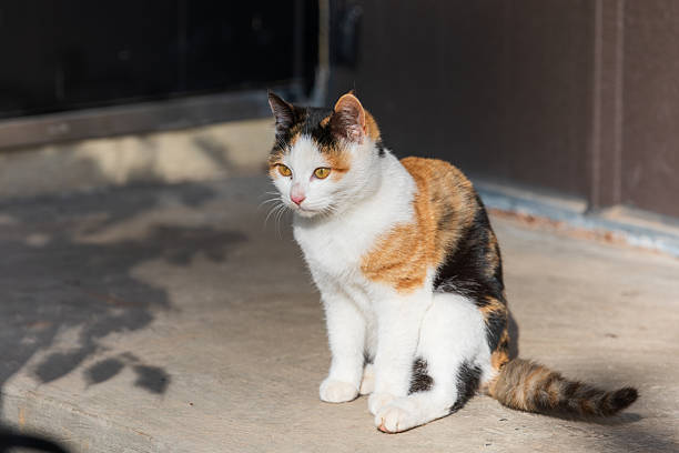 Domestic European shorthair female calico cat, about six months old.