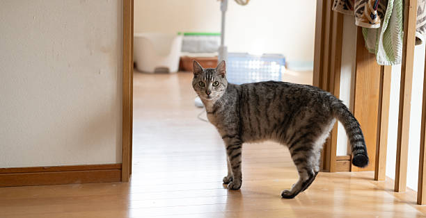 istock Cat walking in the house 2252140696