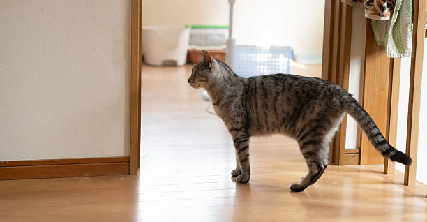 istock Cat walking in the house 2252140698