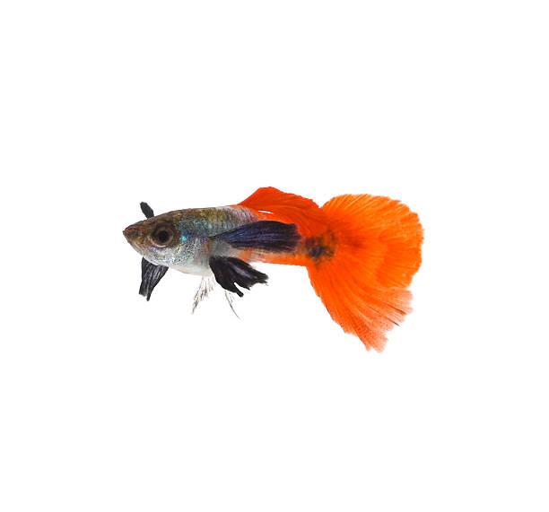 istock Red Tail Platinum Elephant Ear Guppy with air bubble isolated on white background 2252144527
