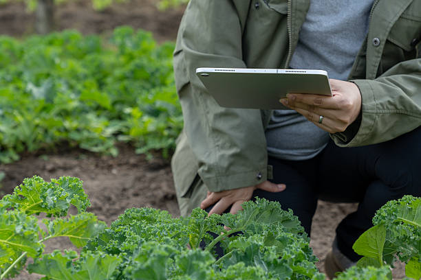 istock Female Researcher Using Digital Tablet to Record Vegetable Growth in Farm Field 2252145492