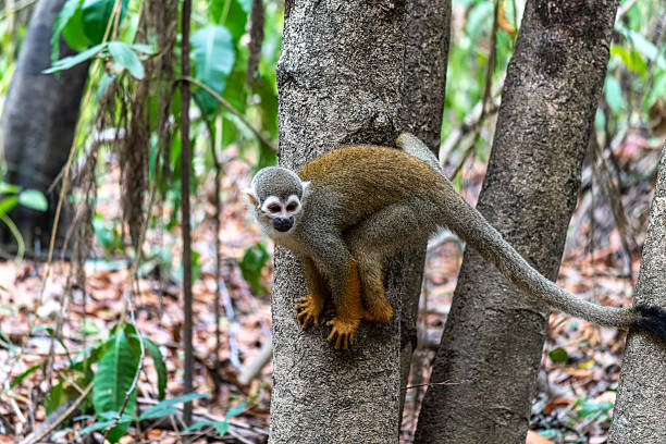 Guianan squirrel monkey, Saimiri sciureus at the sloth path on the Jari Canal at Alter do Chao, Santarem, Para, Brazil Guianan squirrel monkey, Saimiri sciureus at the sloth path on the Jari Canal at Alter do Chao, Santarem, Para State, Brazil. Squirrel monkeys are New World monkeys of the genus Saimiri. squirrel monkey stock pictures, royalty-free photos & images