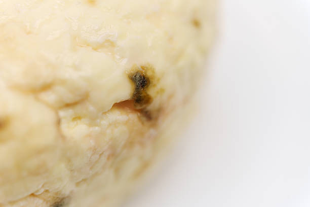 Cheese showing signs of mold sits on a white plate. The texture of the cheese is visible along with the dark spots caused by mold growth.