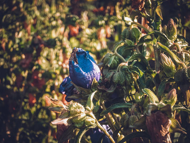 Garden bell flowers in summer, at sunset