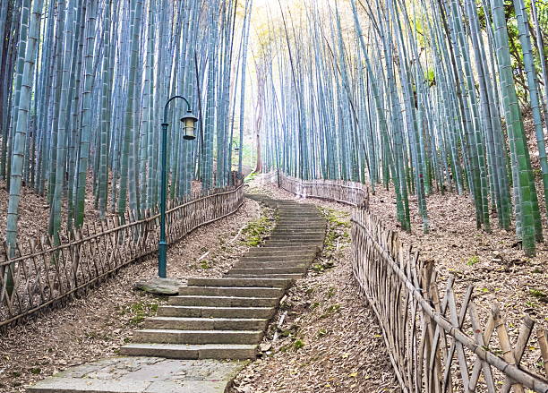 Aerial Photography Of Dazhulan,Bamboo Forest,Mount Wuyi,Jianyang,Nanping,Fujian,China,Asia.