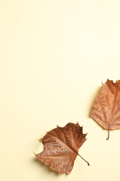 istock Various autumn leaves on beige background 2252152389