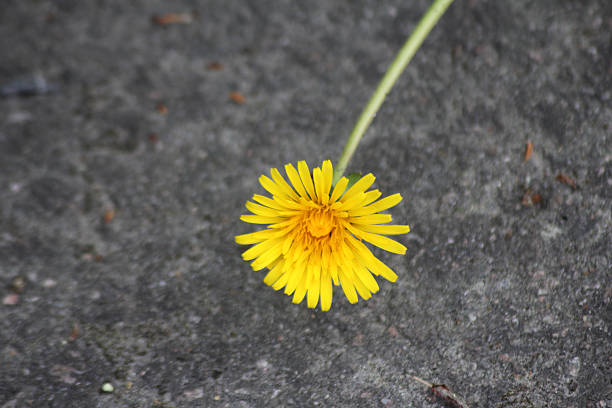 Detailed photos of flowers and other types of vegetation.