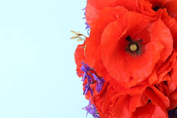 istock Beautiful bouquet with red poppies on white background 2252156164