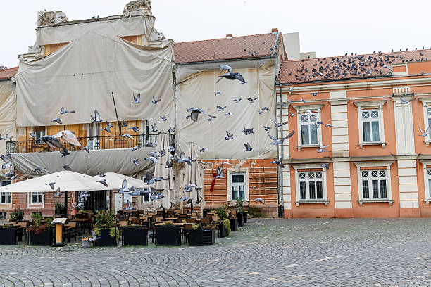 Pigeons flying on Union square in Timisoara, Romania