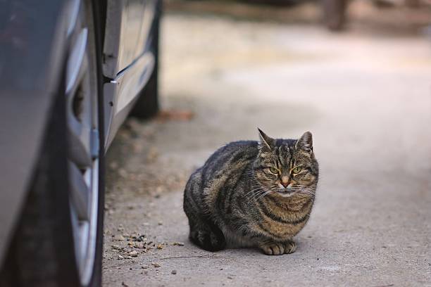istock Cute tabby cat sitting outdoors and looking at camera. Horizontal image with selective focus. 2252156674