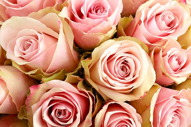 istock Beautiful pink roses 2252161179
