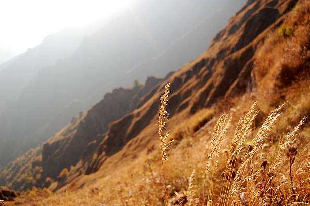 Autumn grasses sway on sunlit mountain slopes, with misty peaks creating a serene natural backdrop. The landscape showcases seasonal foliage and tranquil wilderness, ideal for outdoor and nature-themed visuals.