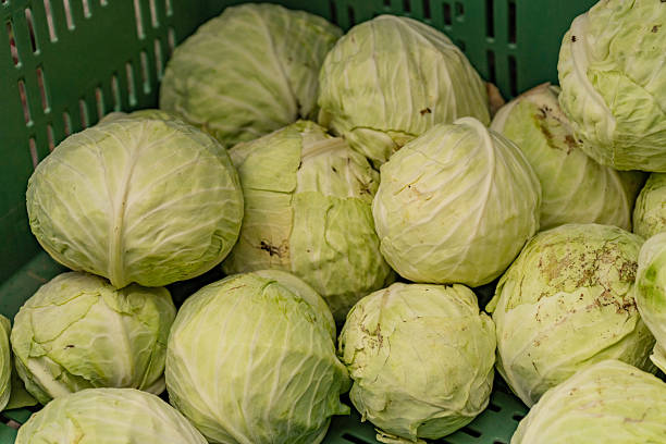 Organic food ready for harvesting (cabbage, corn)