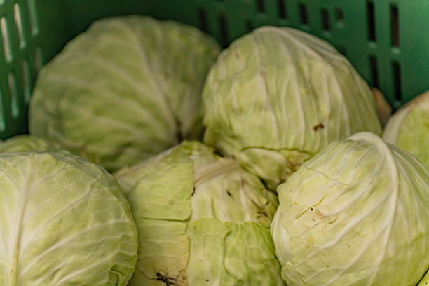 cabbages and broccoli during harvest on a farm