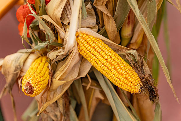 Cornfield ready for harvest
