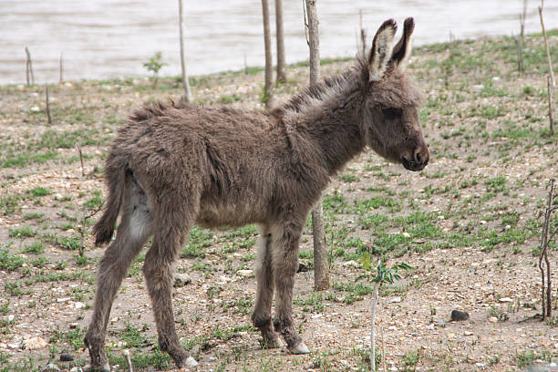 istock Young Donkey Standing on Rocky Terrain 2252164837