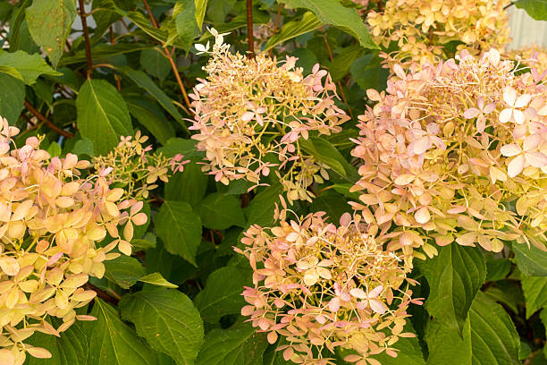 Background from blooming bud hydrangea paniculata, close-up. White flowers of panicled hydrangea in the garden for publication, poster, screensaver, wallpaper, banner, cover, post. High quality photo