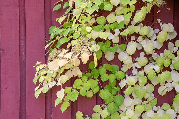 istock Japanese hydrangea vine Schizophragma hydrangeoides with heart-shaped leaves turning pale yellow in autumn. Deciduous climbing plant showcasing seasonal foliage change 2252166948