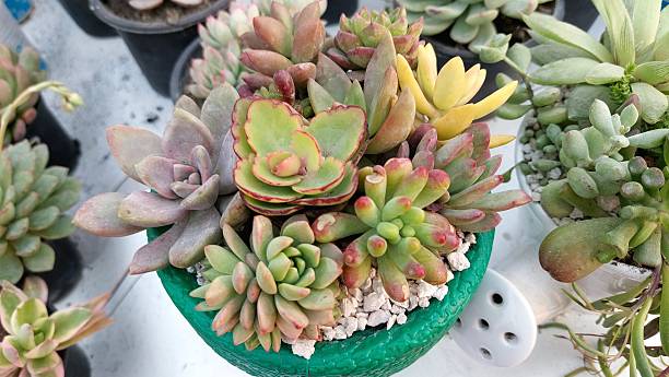 This succulent arrangement features Echeveria and Sedum varieties growing together in a textured green pot with a central bright green rosette highlighted by red-pink margins. Surrounding rosettes display shades of lavender golden yellow and deep russet with jelly-bean Sedum leaves adding unique texture. Neatly set in white gravel top-dressing the arrangement creates a clean contrast enhancing the rich warm tones of fleshy foliage. Perfect for succulent enthusiasts gardeners and interior designers seeking colorful multi-layered ornamental plant displays for indoor or outdoor décor.