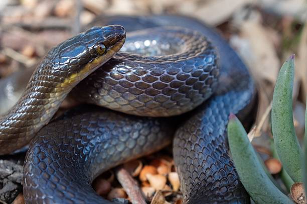 istock Coiled Snake Scales Macro Detail 2252168943