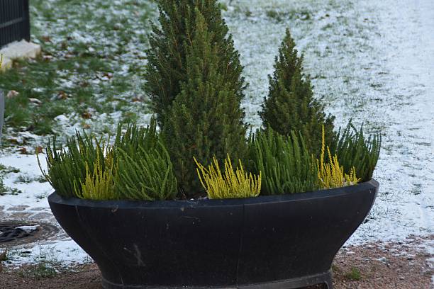 istock Autumn Plants Outdoor 2252169689