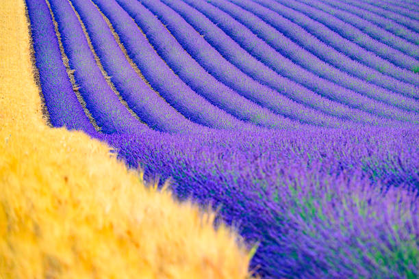 istock Lavender blossoming in the Provence during sunset 2252170906