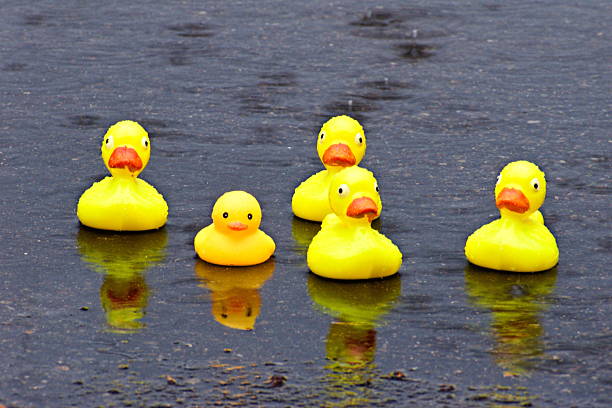 A group of five yellow rubber ducks floating in a puddle in the rain.
