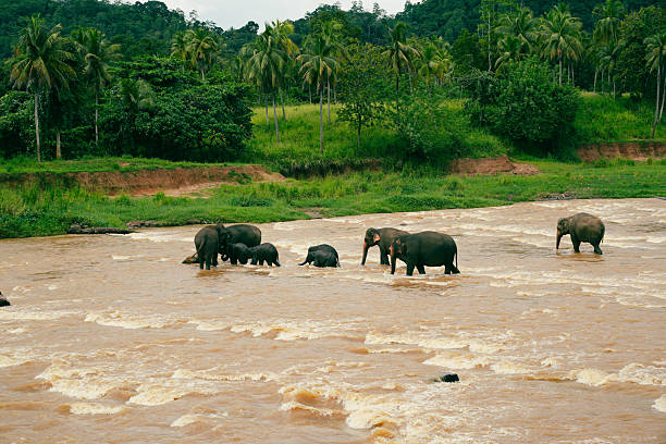A horizontal, tight close-up capturing an intimate moment between two young Asian elephants standing partially submerged in the shallow, yellowish-brown river water. The elephants are interacting affectionately, touching heads and curving their trunks together, displaying social behavior. A third elephant is partially visible in the background. The detailed focus on their wrinkled skin, eyes, and playful expressions highlights the bond between the animals.