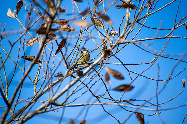 An Eurasian Blue Tit perched on a tree branch in Nottingham, UK.