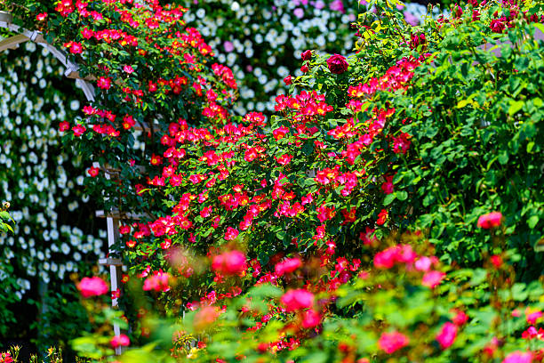 istock Beautiful rose arch in full bloom in spring 2252176917
