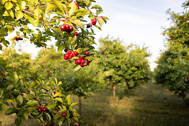 istock Red sour cherries growing on a cherry tree. 2252177879