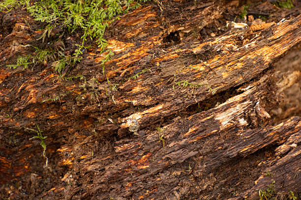 Close-up of a rotten tree with green moss