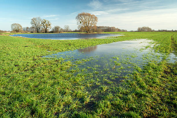 Water puddles on a green meadow with trees