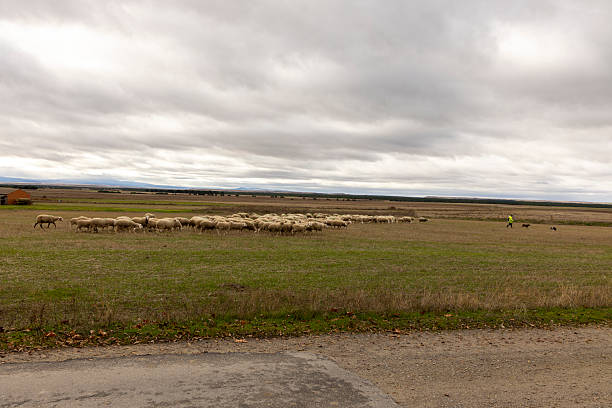 Pajares de Adaja, Avila, Spain, December 10, 2025: A herd of sheep are grazing in a field. The sky is cloudy and the sun is not visible