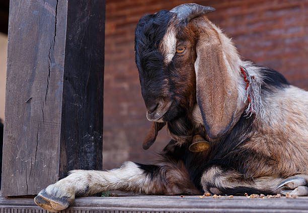 A domestic goat resting on a wooden platform in rural Nepal. Close-up view of a farm animal in traditional countryside setting, representing livestock farming, agriculture and rural life in Asia.