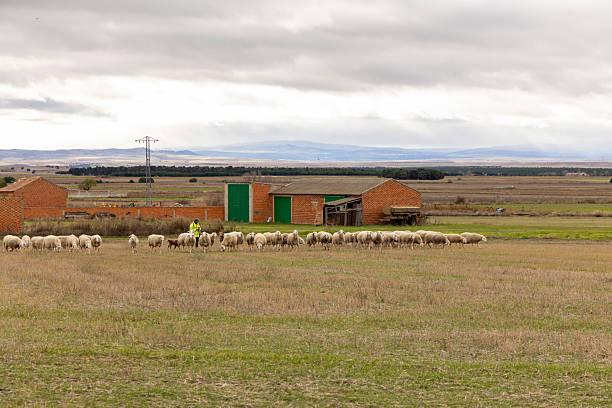 Flock of sheep looking for food on the land. Taken via drone. Konya, Türkiye.