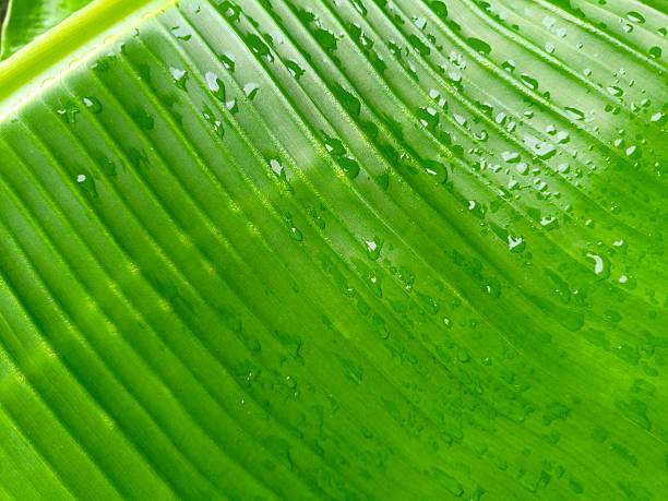 Vibrant Green Banana Leaf with Fresh Raindrops