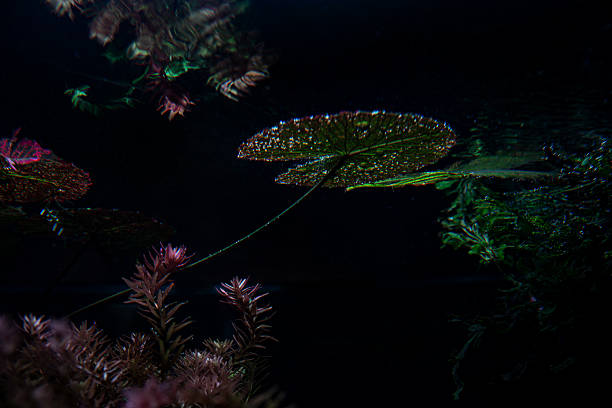 mysterious reflection of light on the surface of nymphaea leaves in deep water, underwater