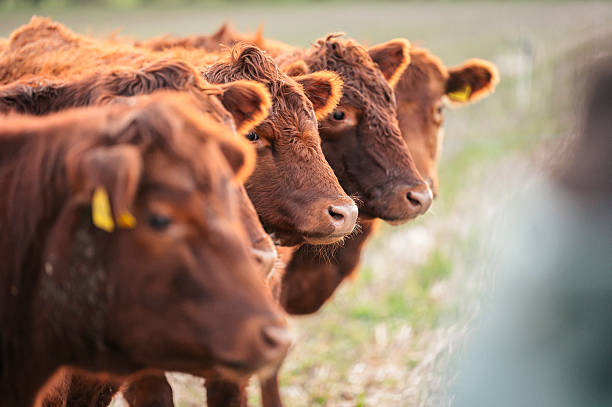 istock Holistically managed cattle on a farm 2252185093
