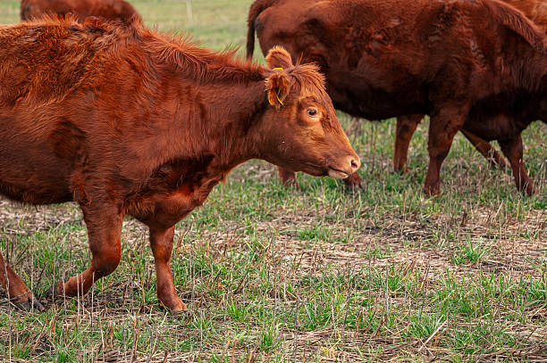 istock Holistically managed cattle on a farm 2252185350