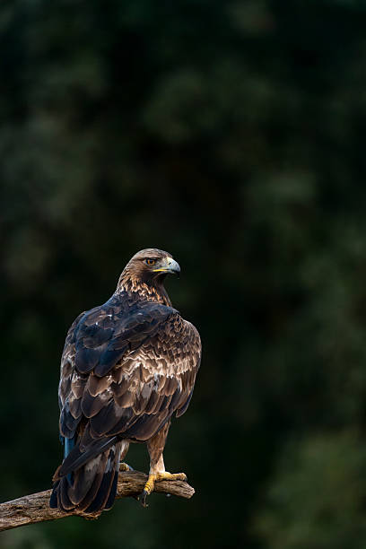 istock Golden eagle (Aquila chrysaetos) Andalusia, Spain - stock photo 2252185996