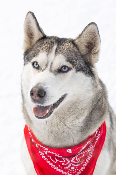 istock Husky dog with red scarf close-up, smiling 2252186567